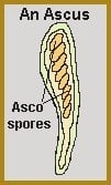 An Ascus Asco Spores