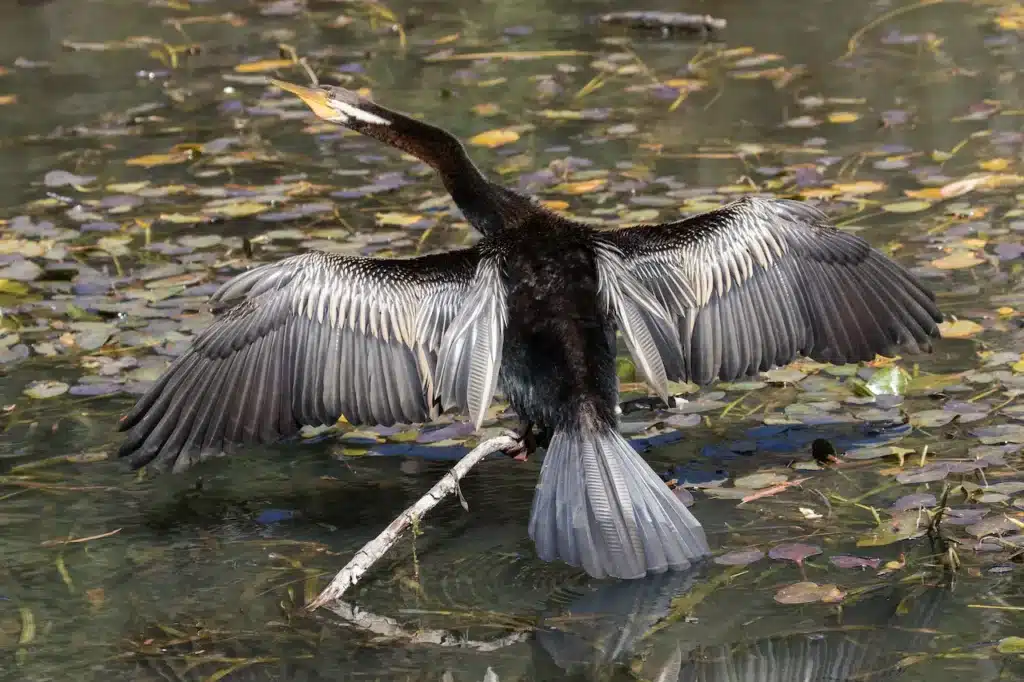 An Australian Darter Flocking its Feather