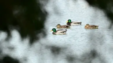 Ducks in the River Anatinae