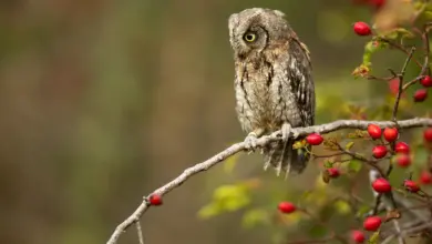 Andaman Scops Owl Perhced On A Tree Branch