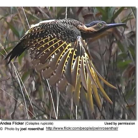 Andea Flicker (Colaptes rupicola)