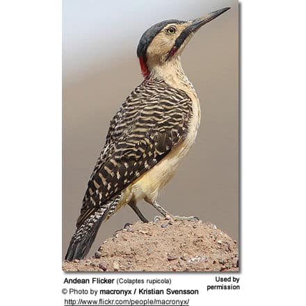 Andea Flicker (Colaptes rupicola) 