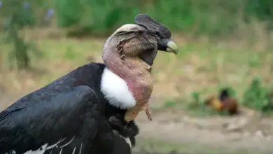 The Andean Condors Side View