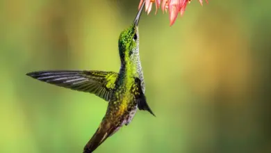 The Andean Emerald Hummingbirds Get To Drink