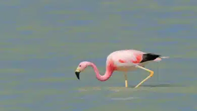 Andean Flamingos searching for foods in the water