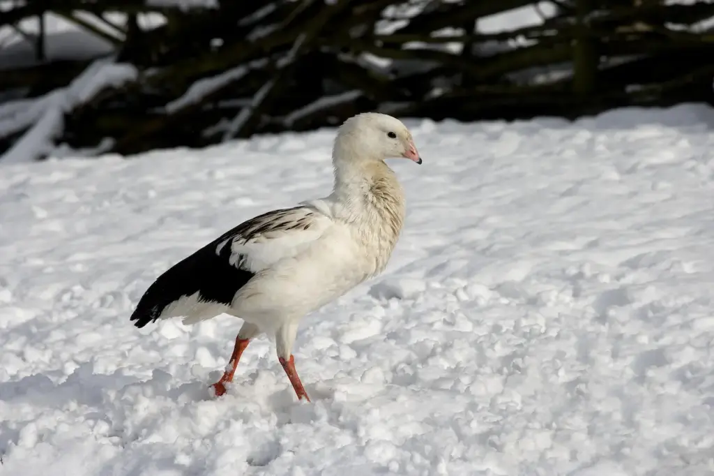 Andean Geese Walking in the Snow