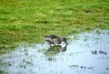 Andean Teals Looking Food in the Pond