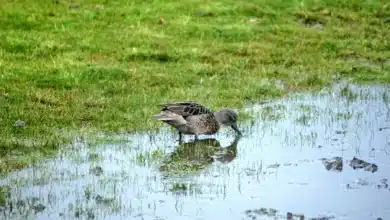 Andean Teals Looking Food in the Pond