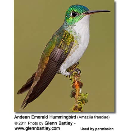 Andean Emerald Hummingbird (Amazilia franciae)
