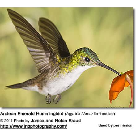 Andean Emerald Hummingbird (Agyrtria / Amazilia franciae)
