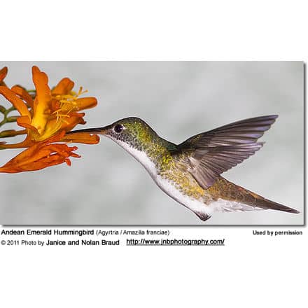 Andean Emerald Hummingbird (Agyrtria / Amazilia franciae)