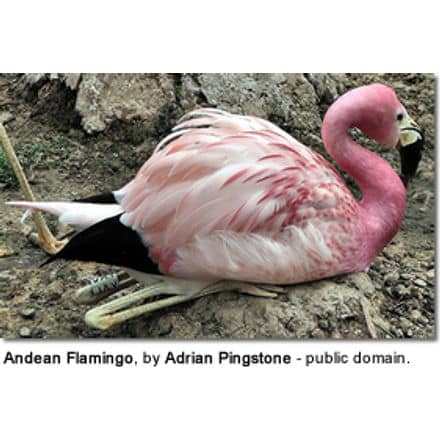 Andean Flamingo