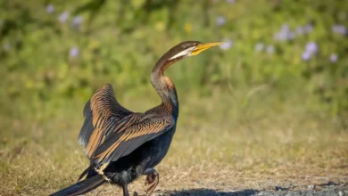 Anhingas on the Stone