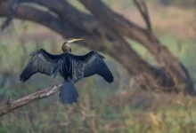 Anhingidae Perched on the Wood