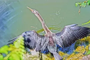 Anhingidae Spreading Wings To Stretch