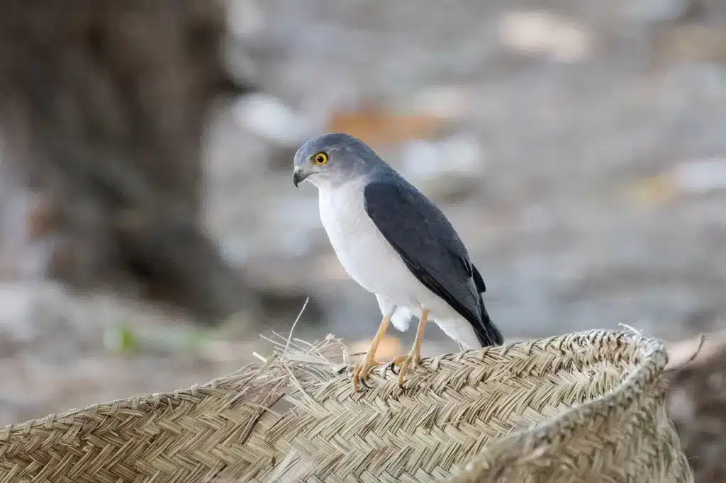Anjouan Island Sparrowhawks 