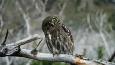 Anjouan Scops Owls Perched on a Tree Branch