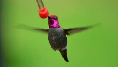 Anna’s hummingbird is flying to reach the bird feeder in the backyard.