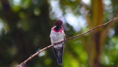 An Anna's Hummingbird perched on a small tree branch.