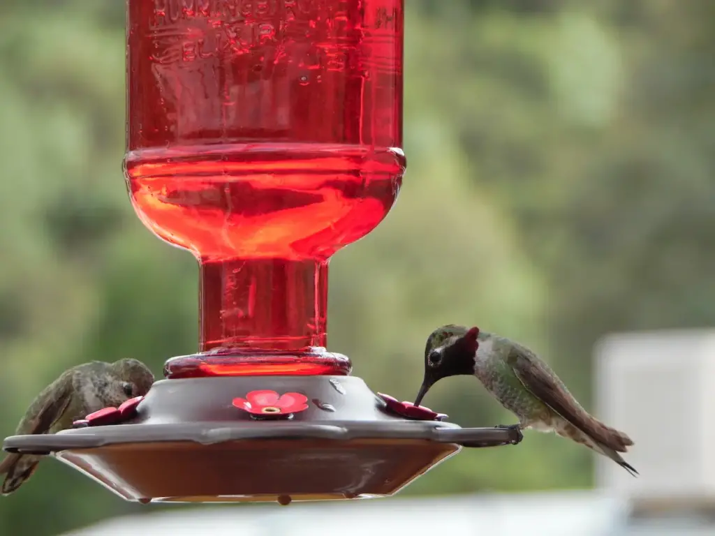 Annas Hummingbirds Drinking 