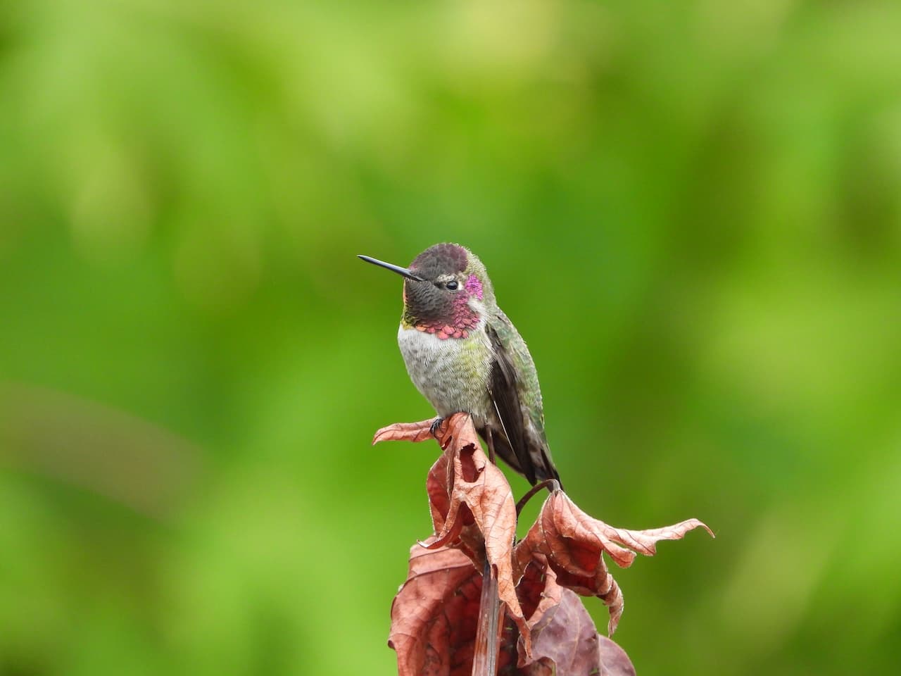 Anna's Hummingbirds sitting on a red flower.
