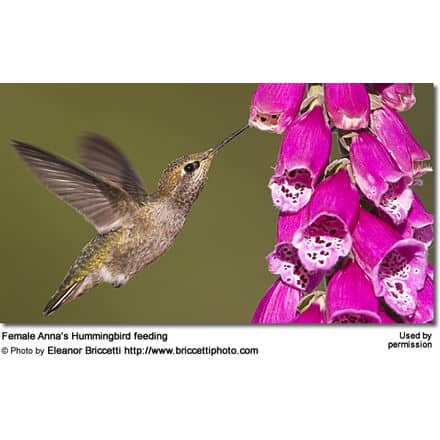 Female Anna's Hummingbird feeding