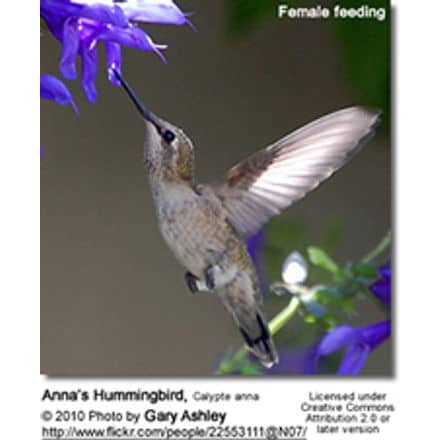 Anna’s Hummingbird, Calypte anna 