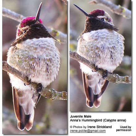 Immature Anna's Hummingbird