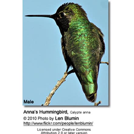 Anna’s Hummingbird, Calypte anna