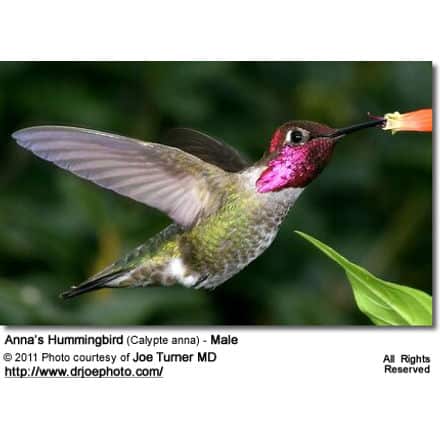 Anna’s Hummingbird, Calypte anna