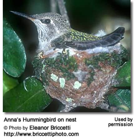 Anna’s Hummingbird on nest