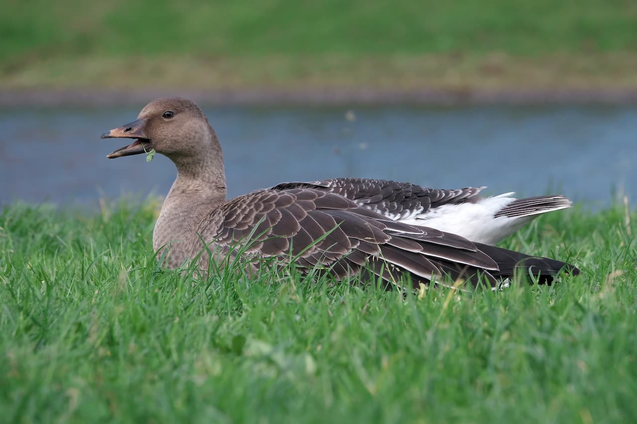 A Grey Goose Sitting On The Green Grass