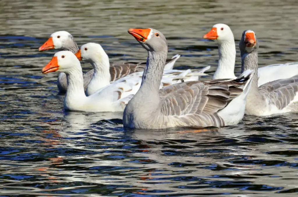 Group of Geese
Anseriformes
