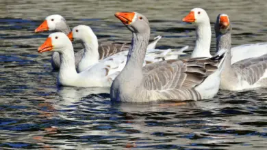 Group of Geese Anseriformes