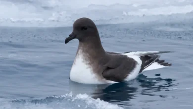 Antarctic Petrels