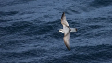 Antarctic Prions Looking for Food