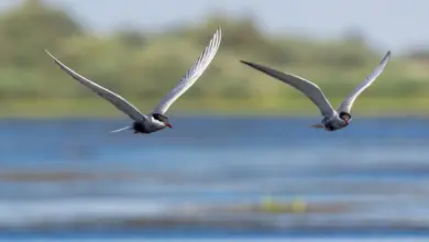 The Two Antarctic Tern Flying