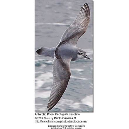 Antarctic Prion, Pachyptila desolata, also known as the Totorore