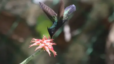 The Antillean Crested Hummingbirds Hovering In The Air To Get Drink
