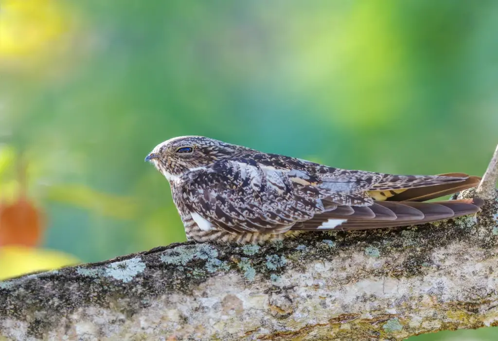 Antillean Nighthawk Resting on a Branch