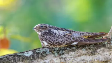 Antillean Nighthawk Resting on a Branch