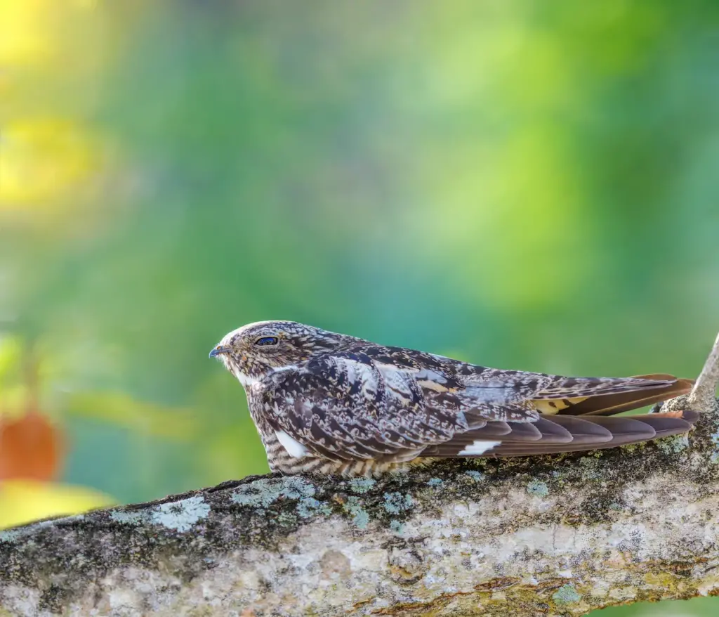 A Nighthawk Perched on Tree Antillean Nighthawks