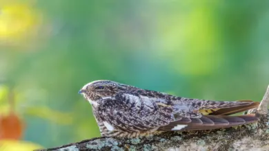 A Nighthawk Perched on Tree Antillean Nighthawks