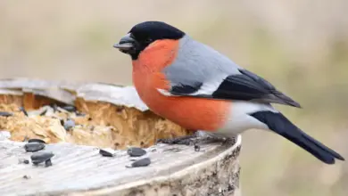 Antillean bullfinches Eating Seeds