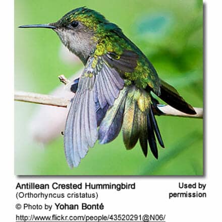 Antillean Crested Hummingbird (Orthorhyncus cristatus)