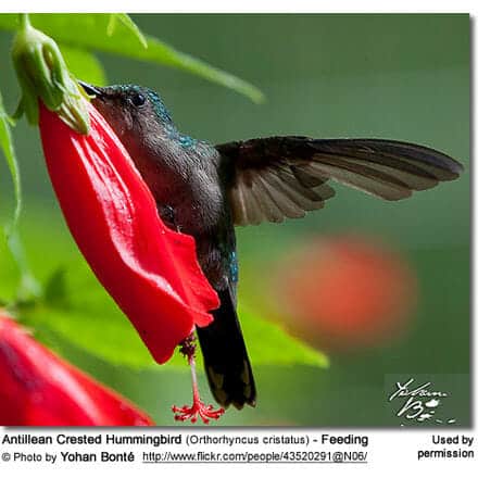 Antillean Crested Hummingbird (Orthorhyncus cristatus) - Feeding
