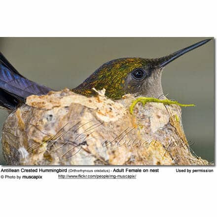 Antillean Crested Hummingbird (Orthorhyncus cristatus) - Adult Female on nest