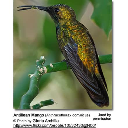 Antillean Mango (Anthracothorax dominicus) - Male