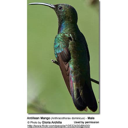 Antillean Mango (Anthracothorax dominicus) - also known as Dominican Mango or Puerto Rican Golden Hummingbird