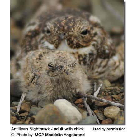 Antillean Nighthawk - adult with chick